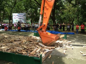 Philippines Ivory Crush Backhoe